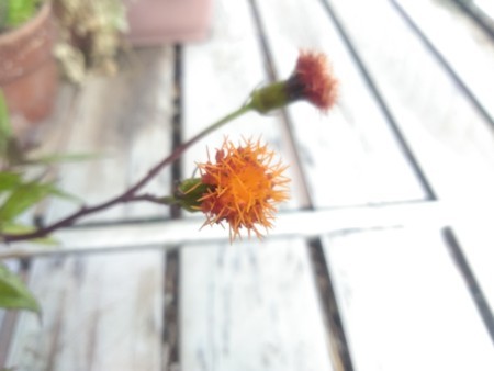 f:id:iirei:20180419002522j:image f:id:iirei:20180419002522j:image