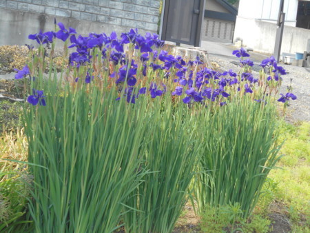 f:id:iirei:20180507042425j:image f:id:iirei:20180507042425j:image