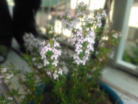 f:id:iirei:20180507042804j:image f:id:iirei:20180507042804j:image