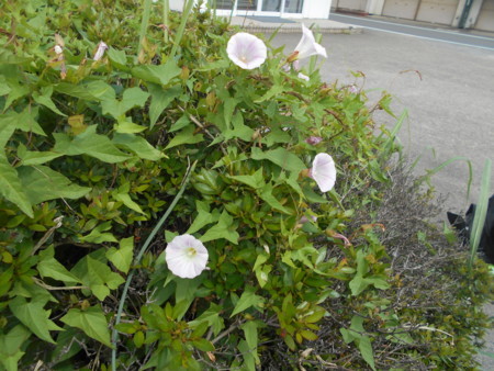 f:id:iirei:20180513053309j:image