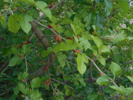 f:id:iirei:20180513053747j:image