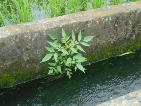 囚人服 しましま模様のフォークロア 民俗学 鍵がキー 虚虚実実 ウルトラバイバル