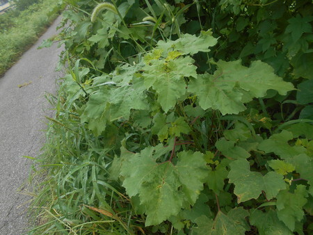 f:id:iirei:20180915061449j:image
