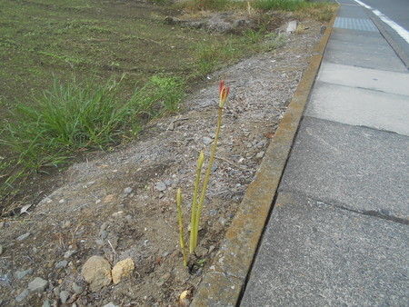 f:id:iirei:20180915061640j:image
