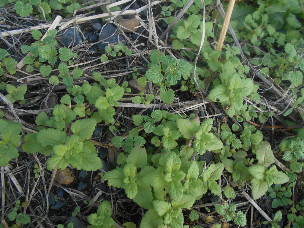 f:id:iirei:20181108001238j:plain f:id:iirei:20181108001238j:plain