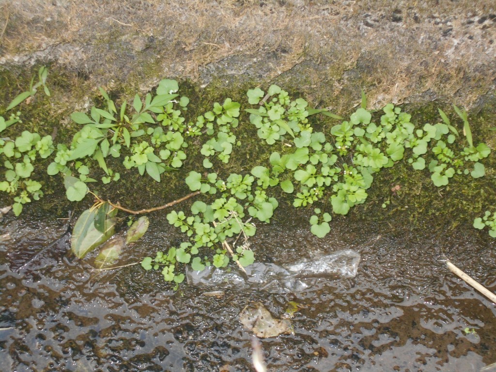 f:id:iirei:20181108001351j:plain f:id:iirei:20181108001351j:plain