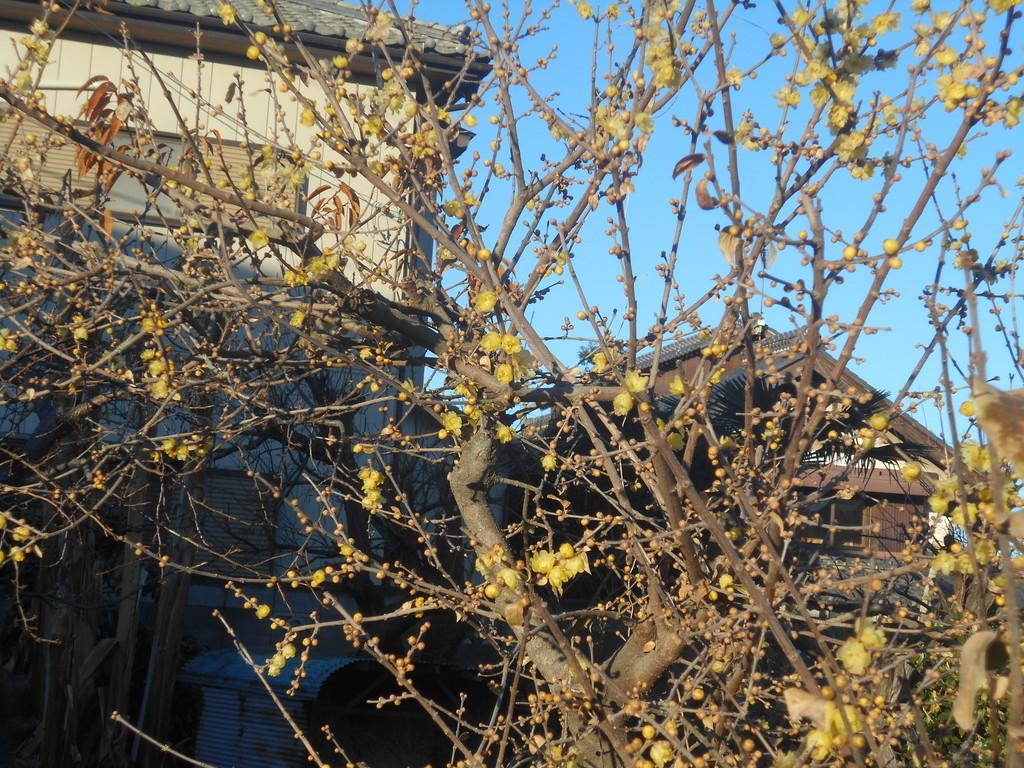 f:id:iirei:20190101001601j:plain