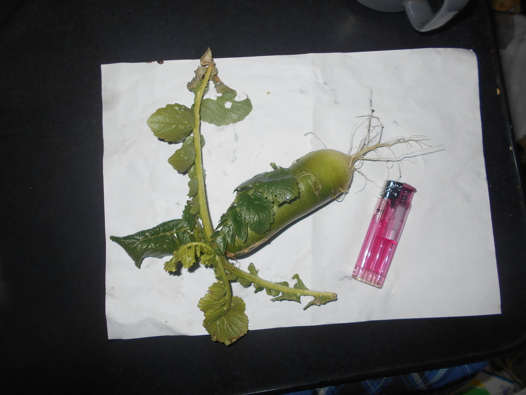 f:id:iirei:20190119053542j:plain f:id:iirei:20190119053542j:plain