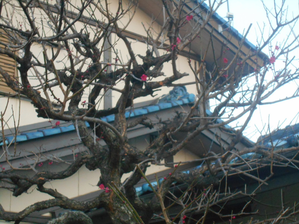 f:id:iirei:20190308032304j:plain