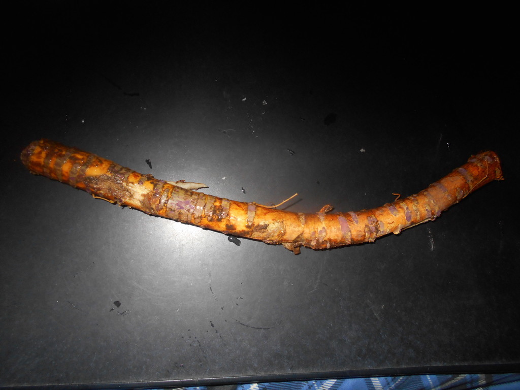 f:id:iirei:20190313215852j:plain f:id:iirei:20190313215852j:plain