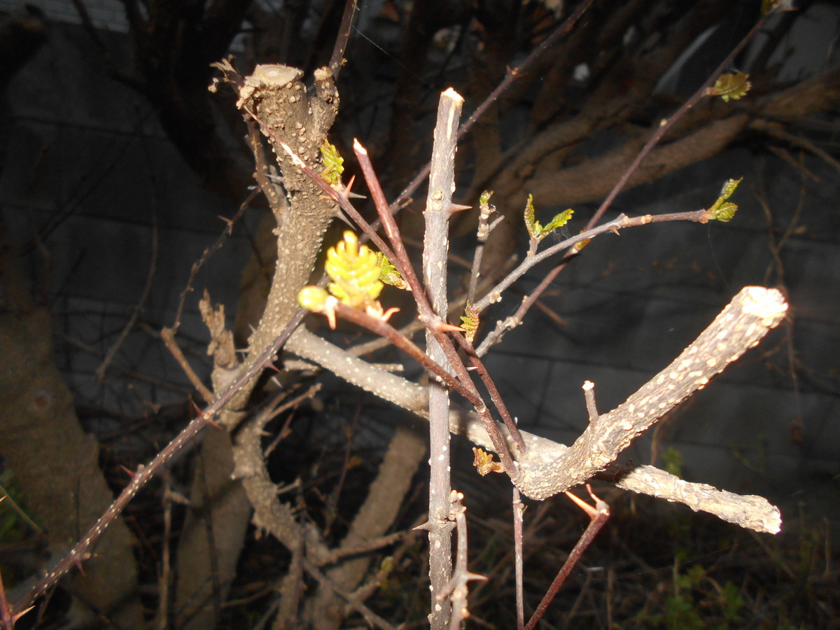 f:id:iirei:20190401052702j:plain