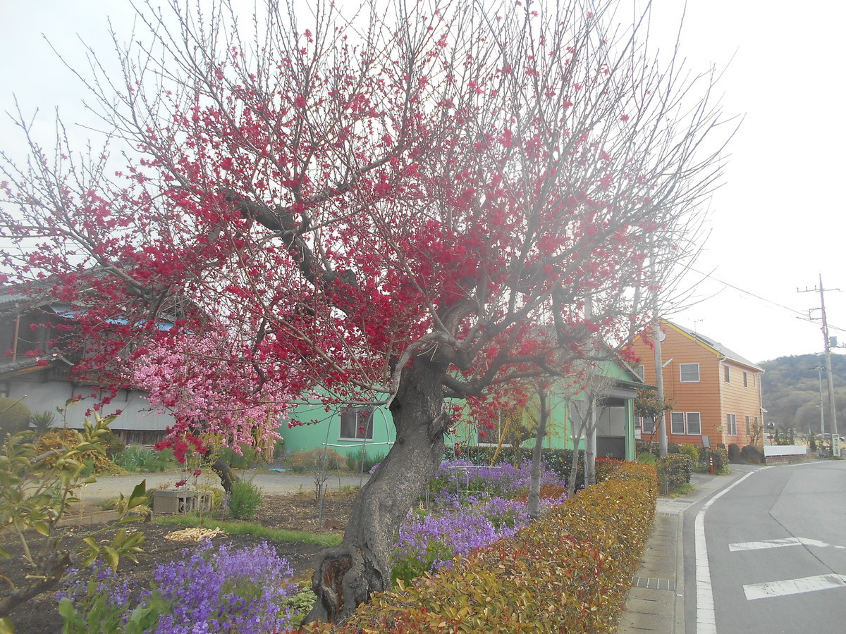 f:id:iirei:20190413001732j:plain f:id:iirei:20190413001732j:plain