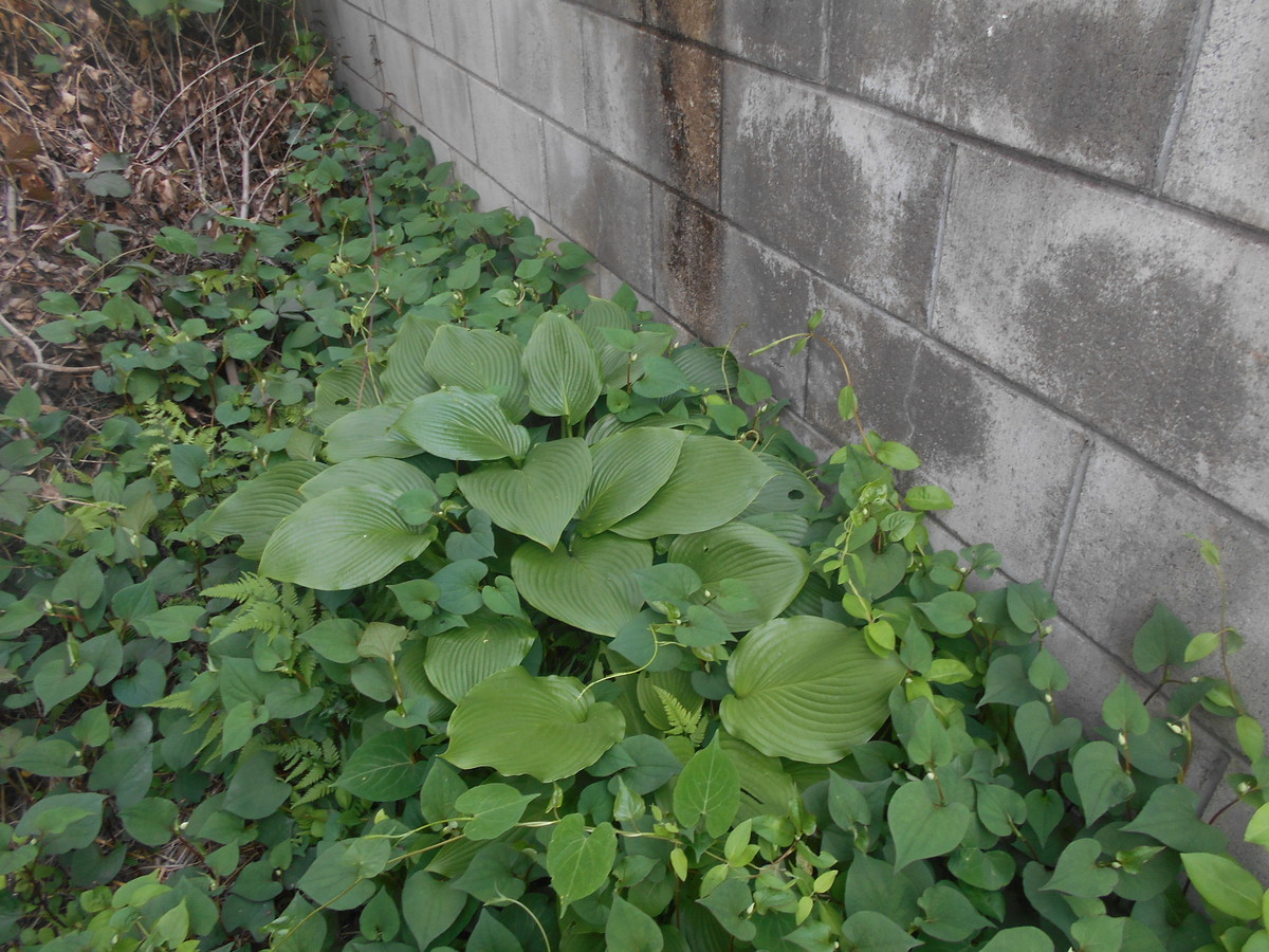 f:id:iirei:20190519045419j:plain f:id:iirei:20190519045419j:plain