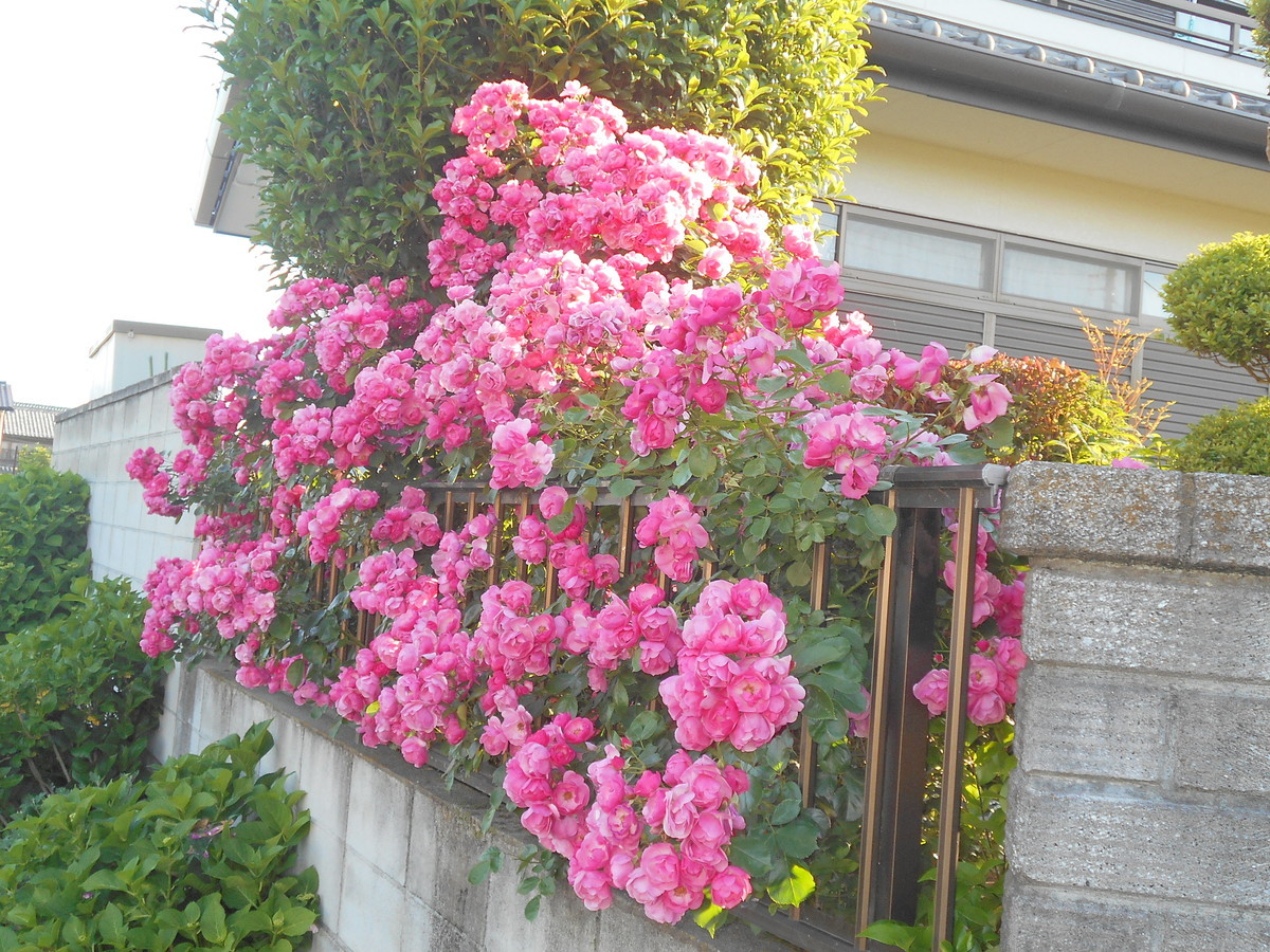 f:id:iirei:20190530052445j:plain f:id:iirei:20190530052445j:plain