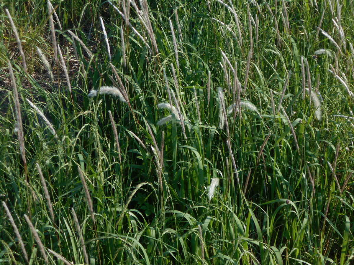 f:id:iirei:20190530052546j:plain f:id:iirei:20190530052546j:plain