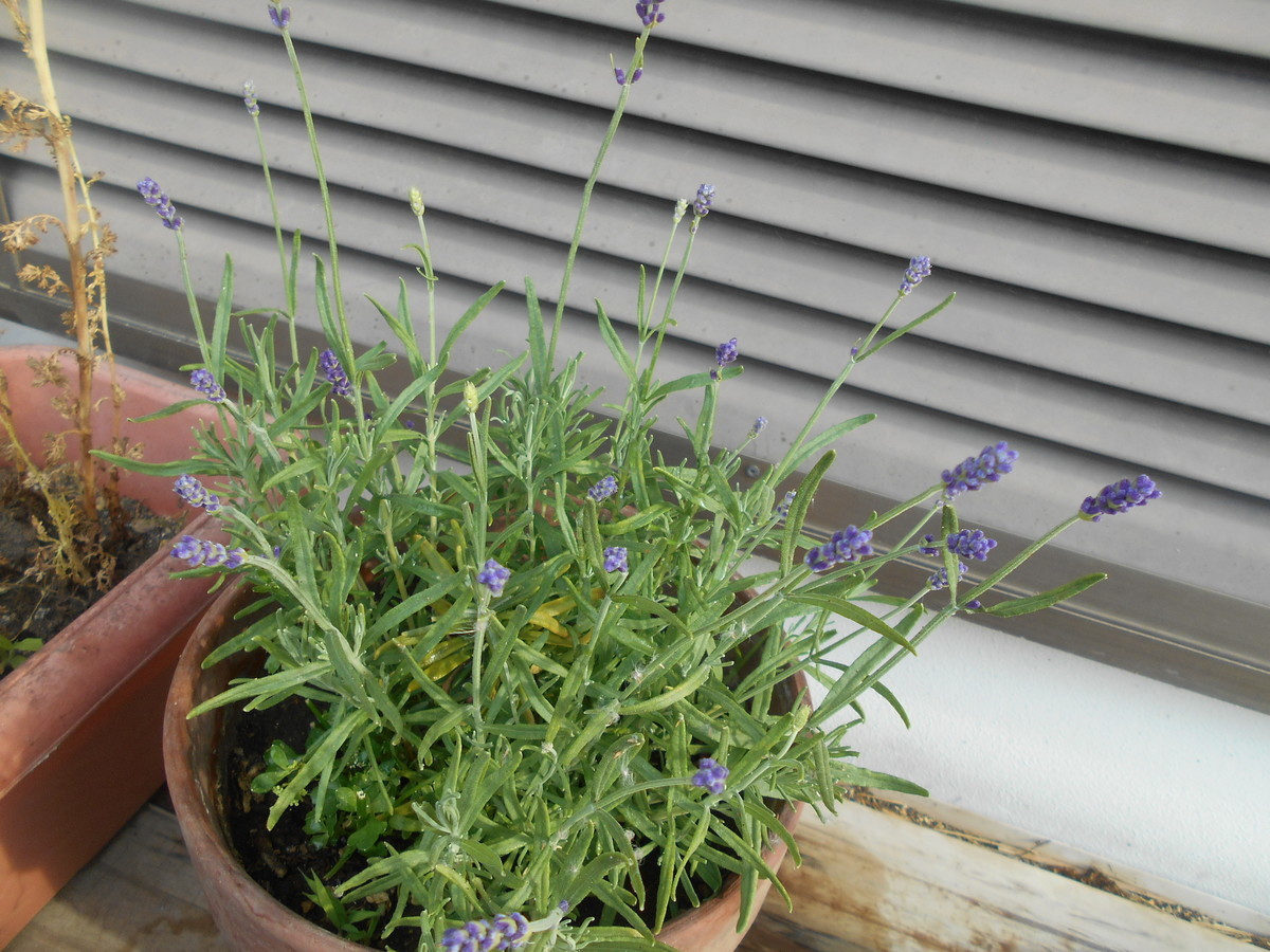 f:id:iirei:20190530052640j:plain f:id:iirei:20190530052640j:plain