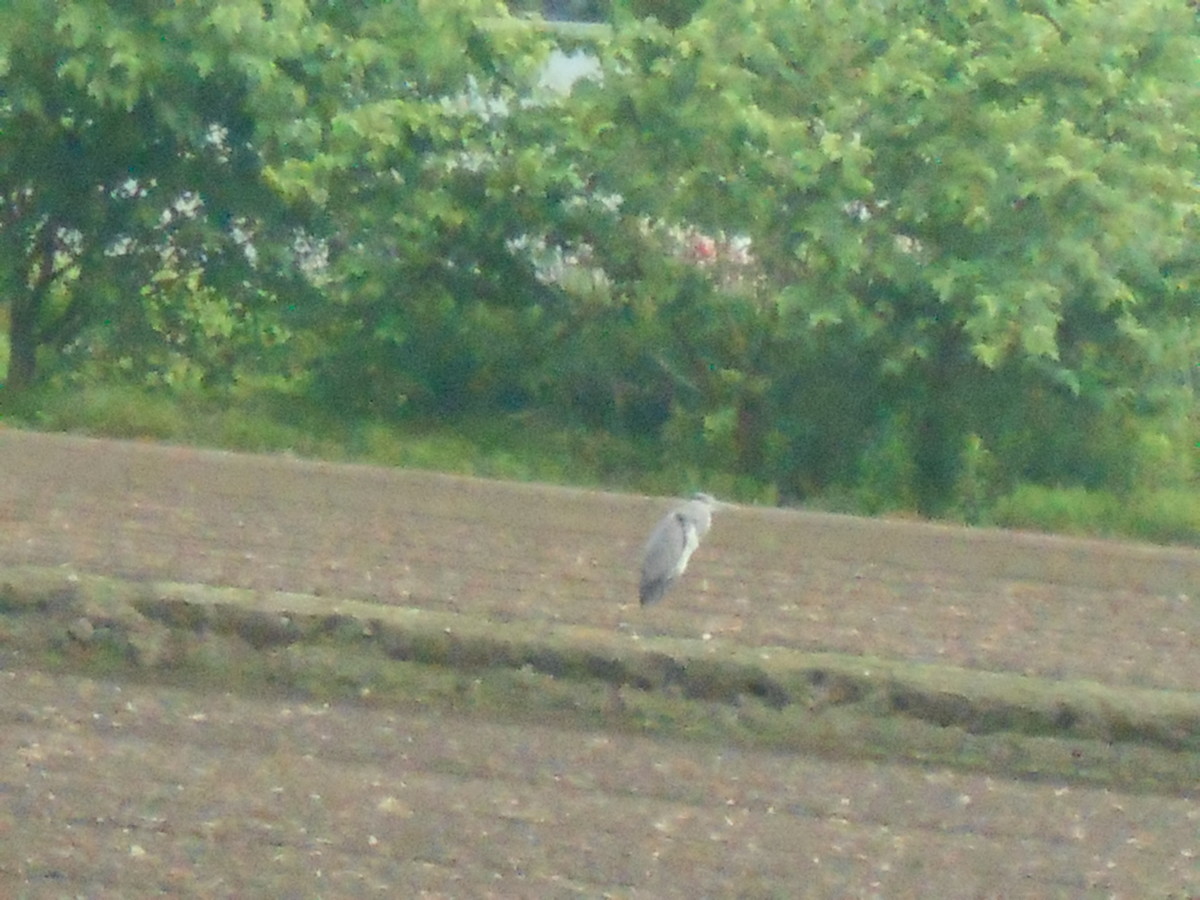 f:id:iirei:20190530052739j:plain f:id:iirei:20190530052739j:plain