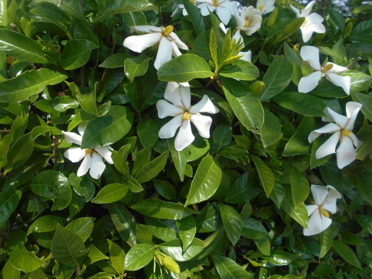 f:id:iirei:20190611053445j:plain
