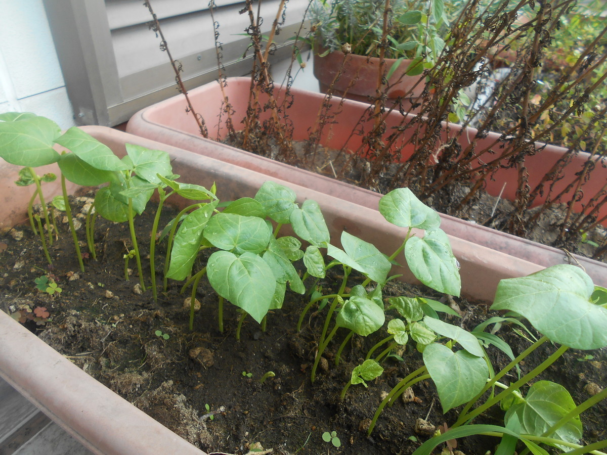 f:id:iirei:20190723044624j:plain f:id:iirei:20190723044624j:plain