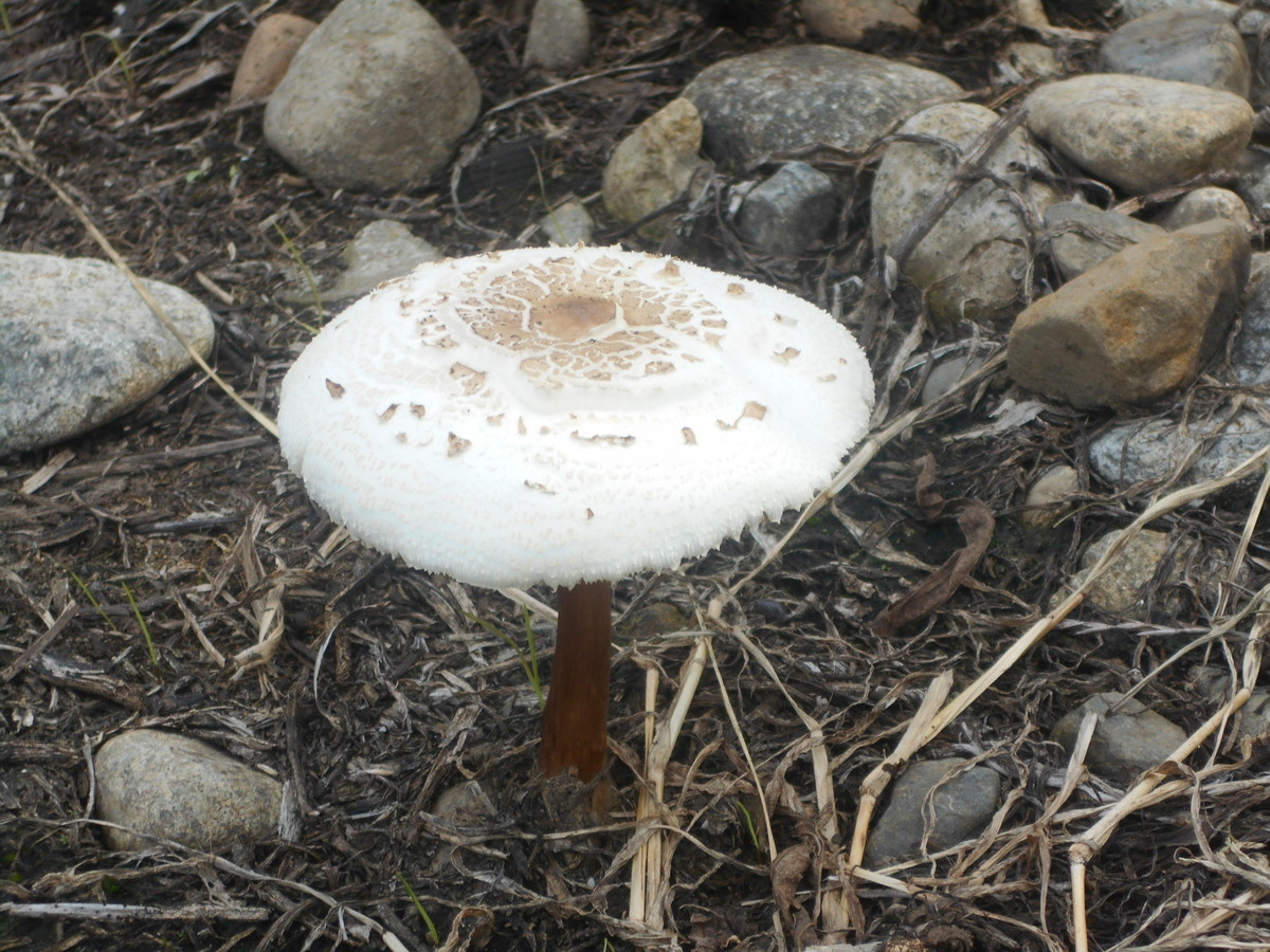 f:id:iirei:20190723044815j:plain f:id:iirei:20190723044815j:plain