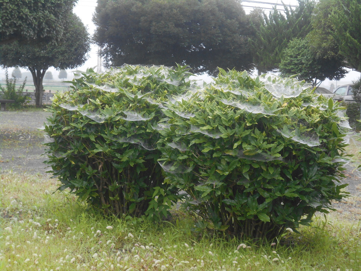 f:id:iirei:20190723045034j:plain f:id:iirei:20190723045034j:plain