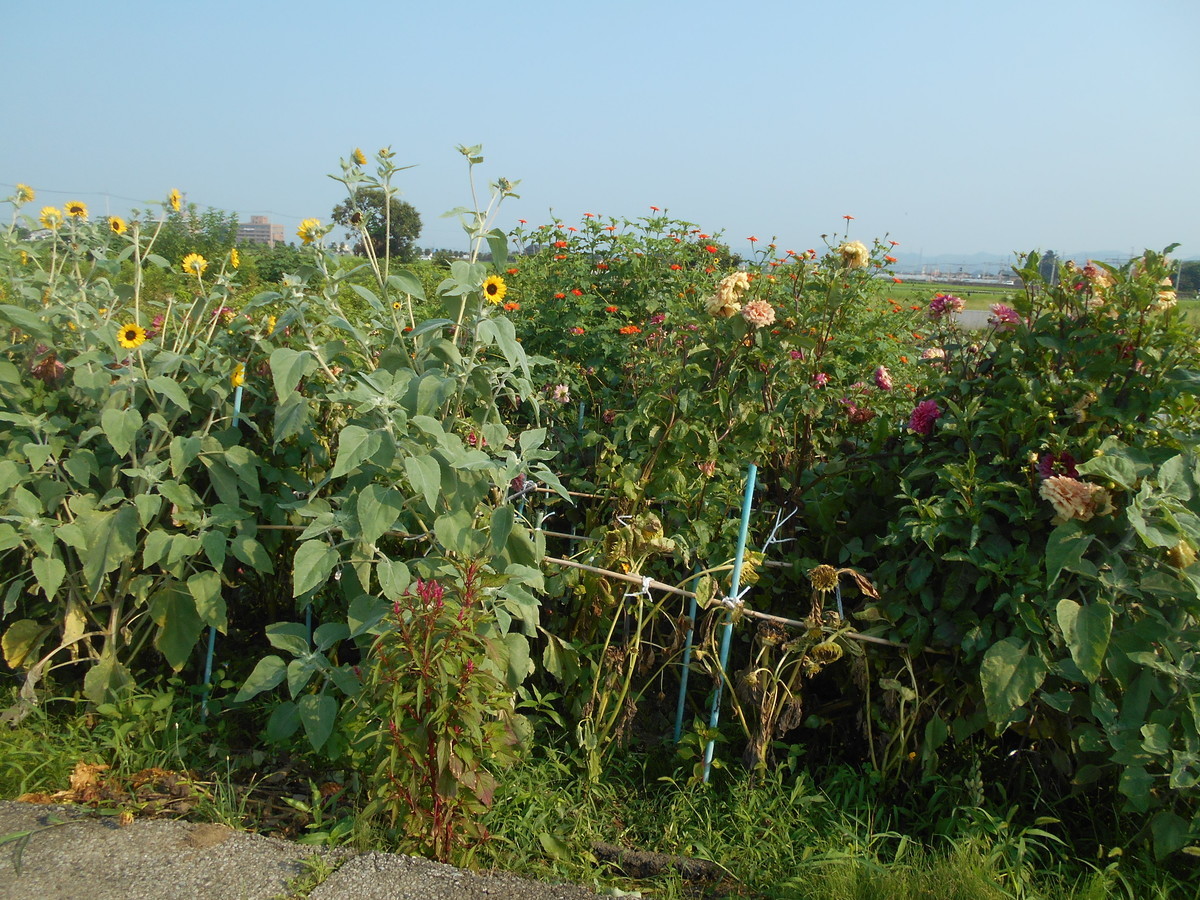 f:id:iirei:20190804041309j:plain f:id:iirei:20190804041309j:plain
