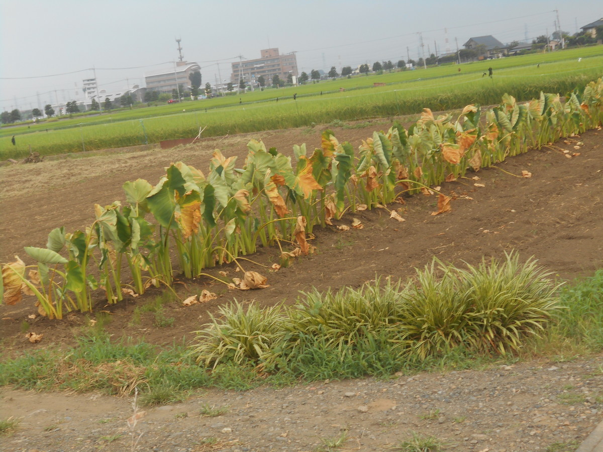 f:id:iirei:20190816162051j:plain f:id:iirei:20190816162051j:plain