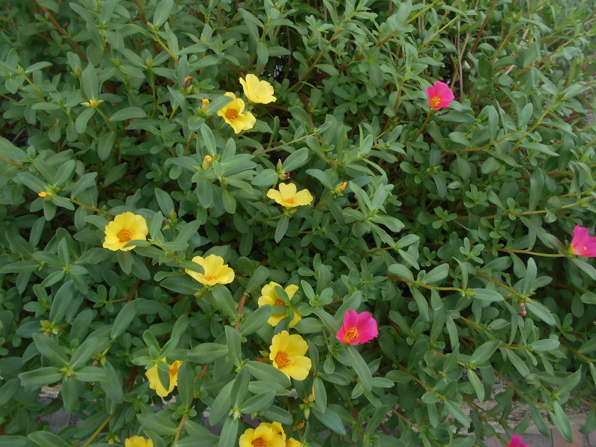 f:id:iirei:20190908035912j:plain