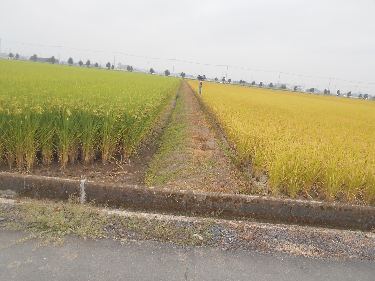 f:id:iirei:20191009165025j:plain f:id:iirei:20191009165025j:plain