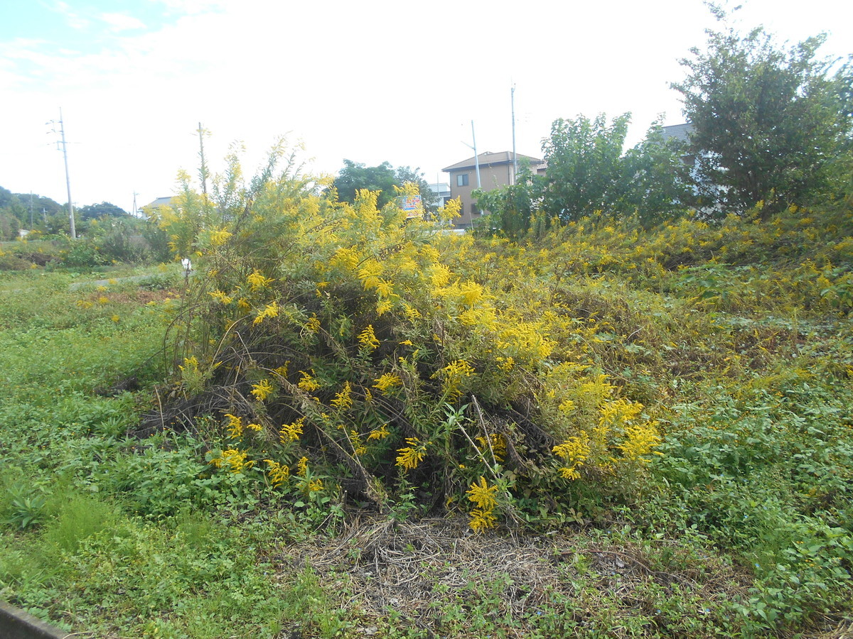 f:id:iirei:20191027065328j:plain f:id:iirei:20191027065328j:plain