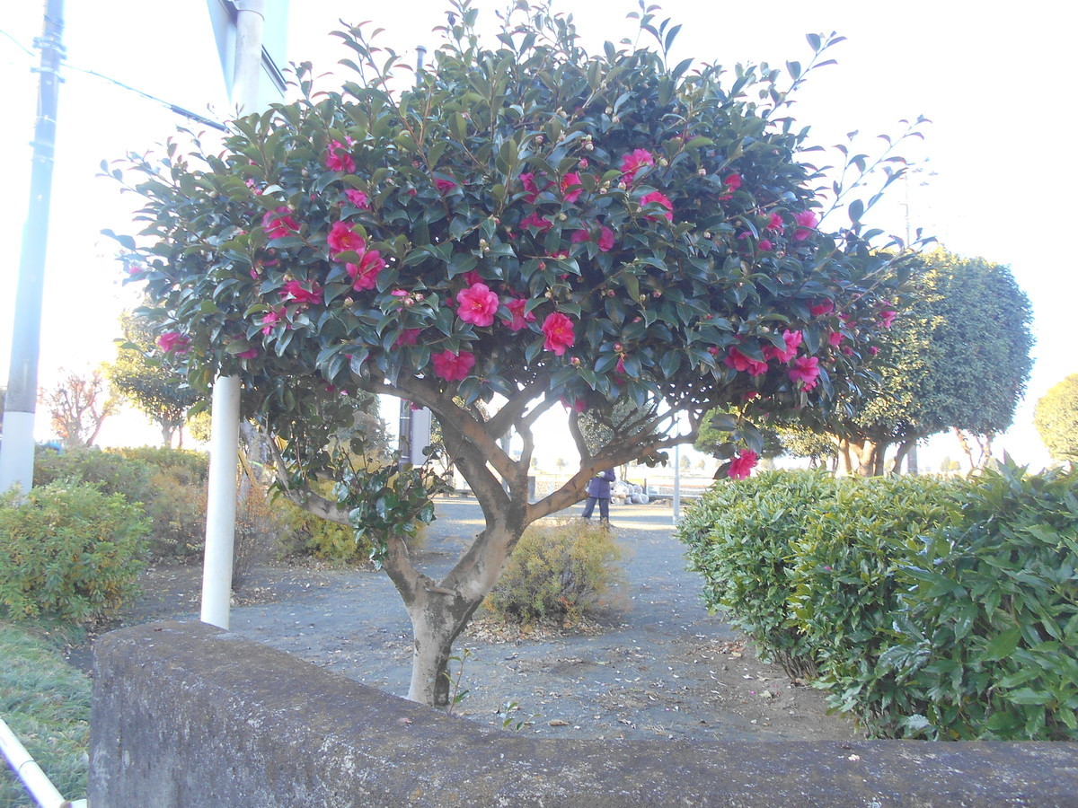 f:id:iirei:20191214050653j:plain f:id:iirei:20191214050653j:plain