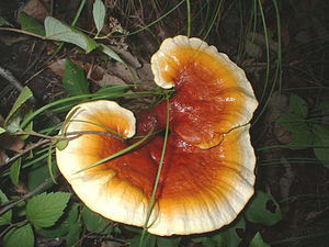 f:id:iirei:20191220051635j:plain f:id:iirei:20191220051635j:plain