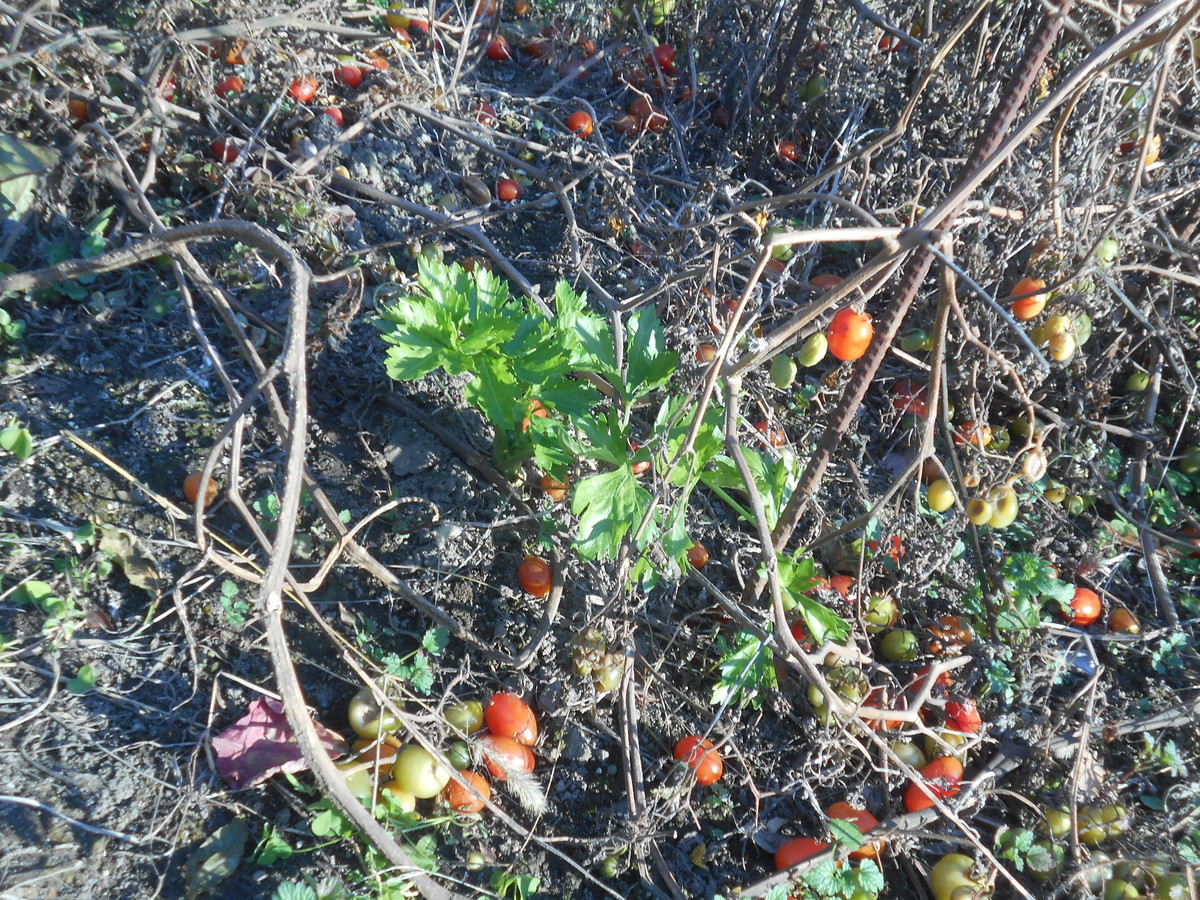 f:id:iirei:20191220052206j:plain f:id:iirei:20191220052206j:plain