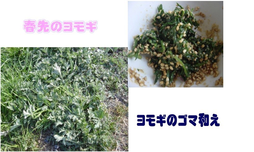 f:id:iirei:20200414025954j:plain f:id:iirei:20200414025954j:plain