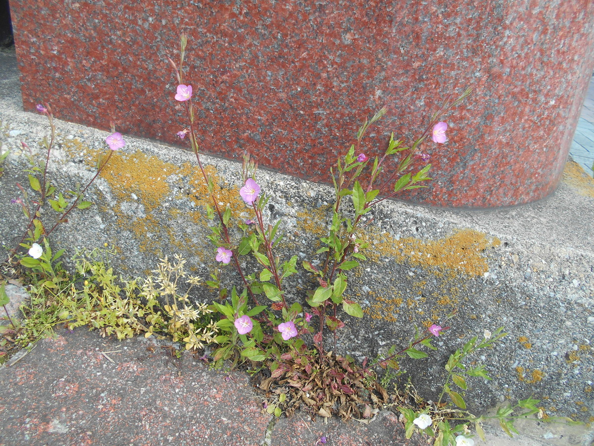 f:id:iirei:20200502001822j:plain f:id:iirei:20200502001822j:plain