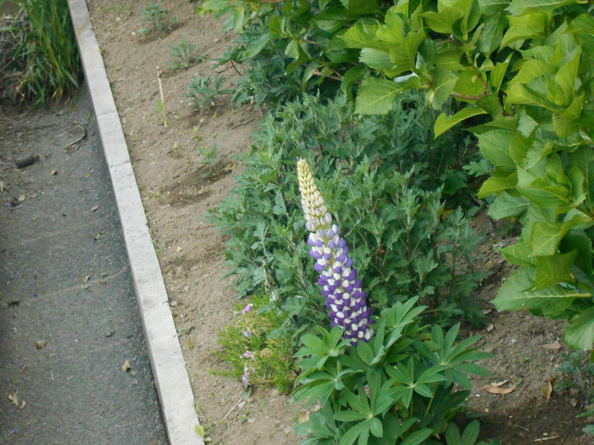 f:id:iirei:20200502002013j:plain f:id:iirei:20200502002013j:plain