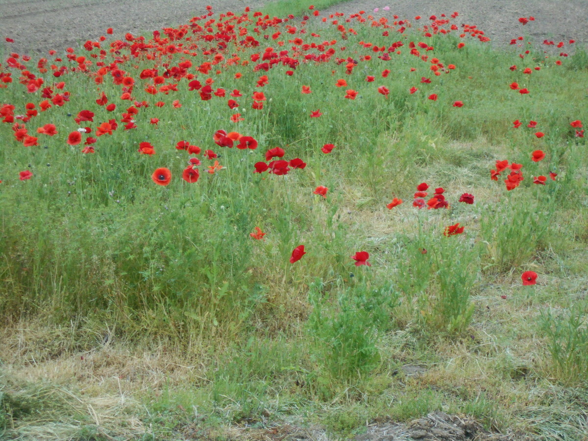f:id:iirei:20200520045518j:plain