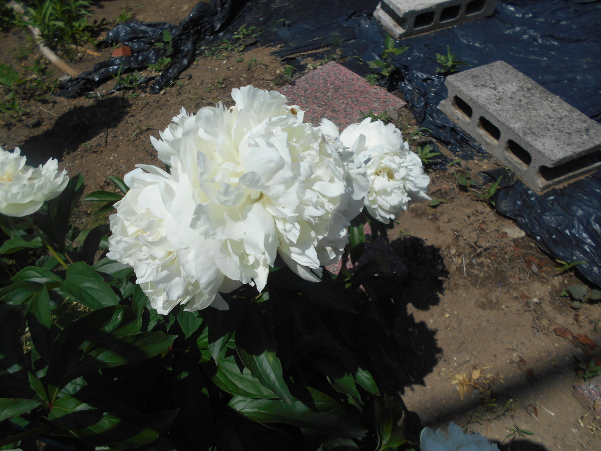 f:id:iirei:20200520045712j:plain