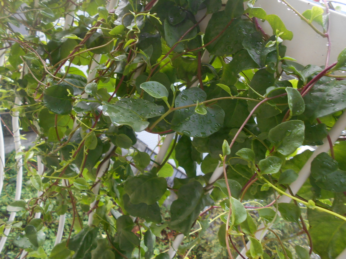 f:id:iirei:20200912064127j:plain