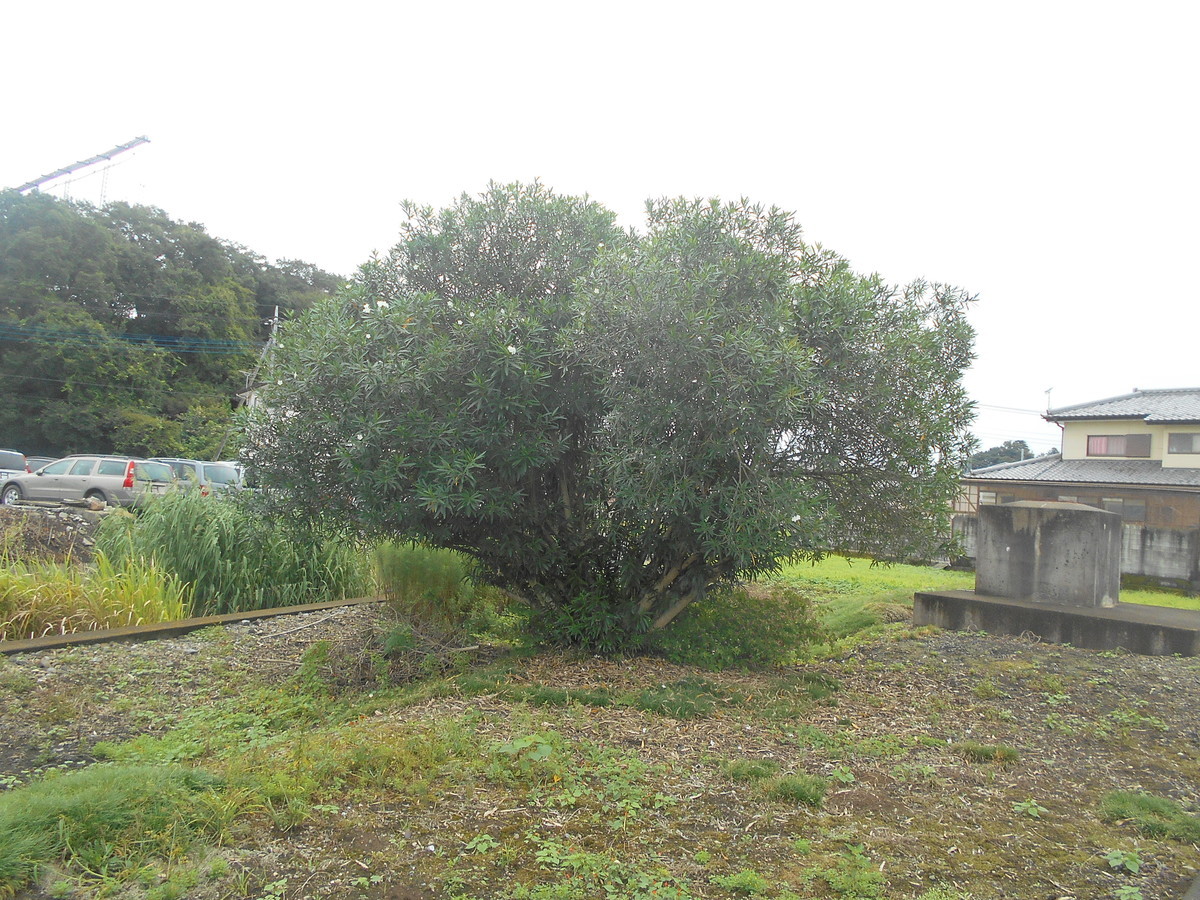 f:id:iirei:20200919035053j:plain f:id:iirei:20200919035053j:plain