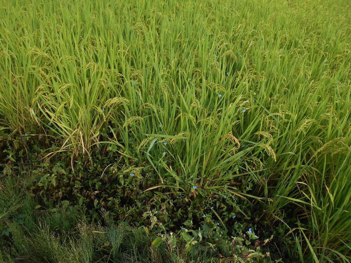 f:id:iirei:20200919035221j:plain f:id:iirei:20200919035221j:plain