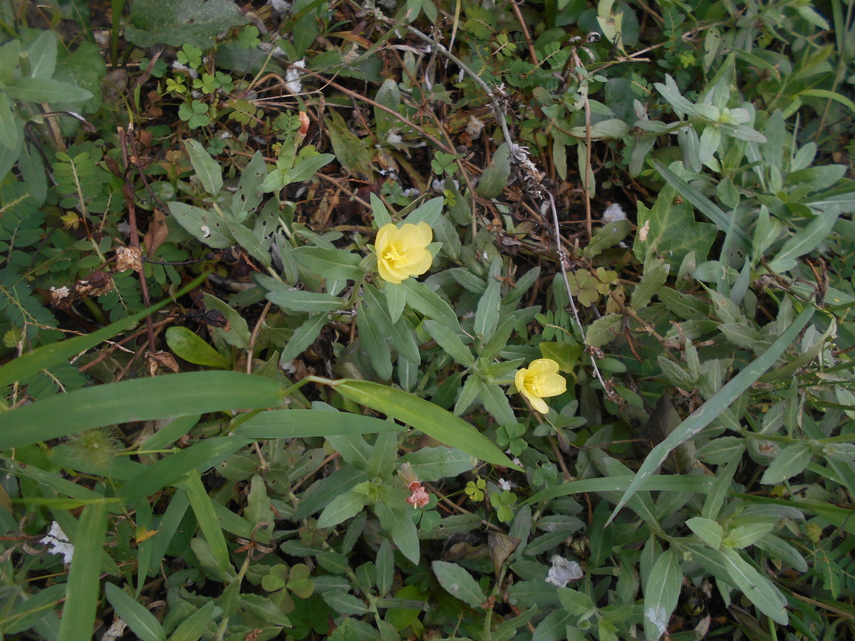 f:id:iirei:20200919035401j:plain f:id:iirei:20200919035401j:plain