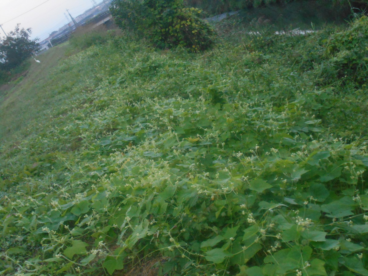 f:id:iirei:20201003030628j:plain f:id:iirei:20201003030628j:plain