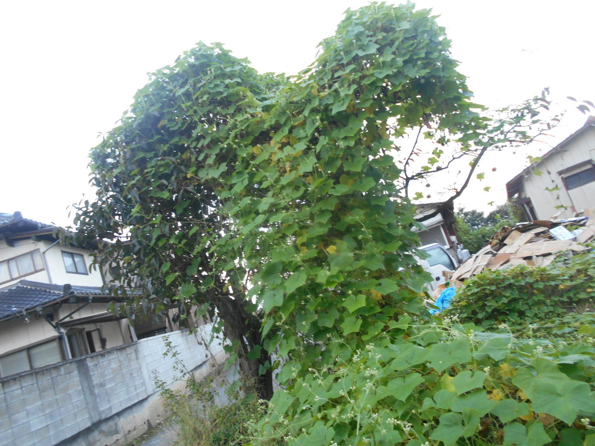 f:id:iirei:20201003030957j:plain f:id:iirei:20201003030957j:plain