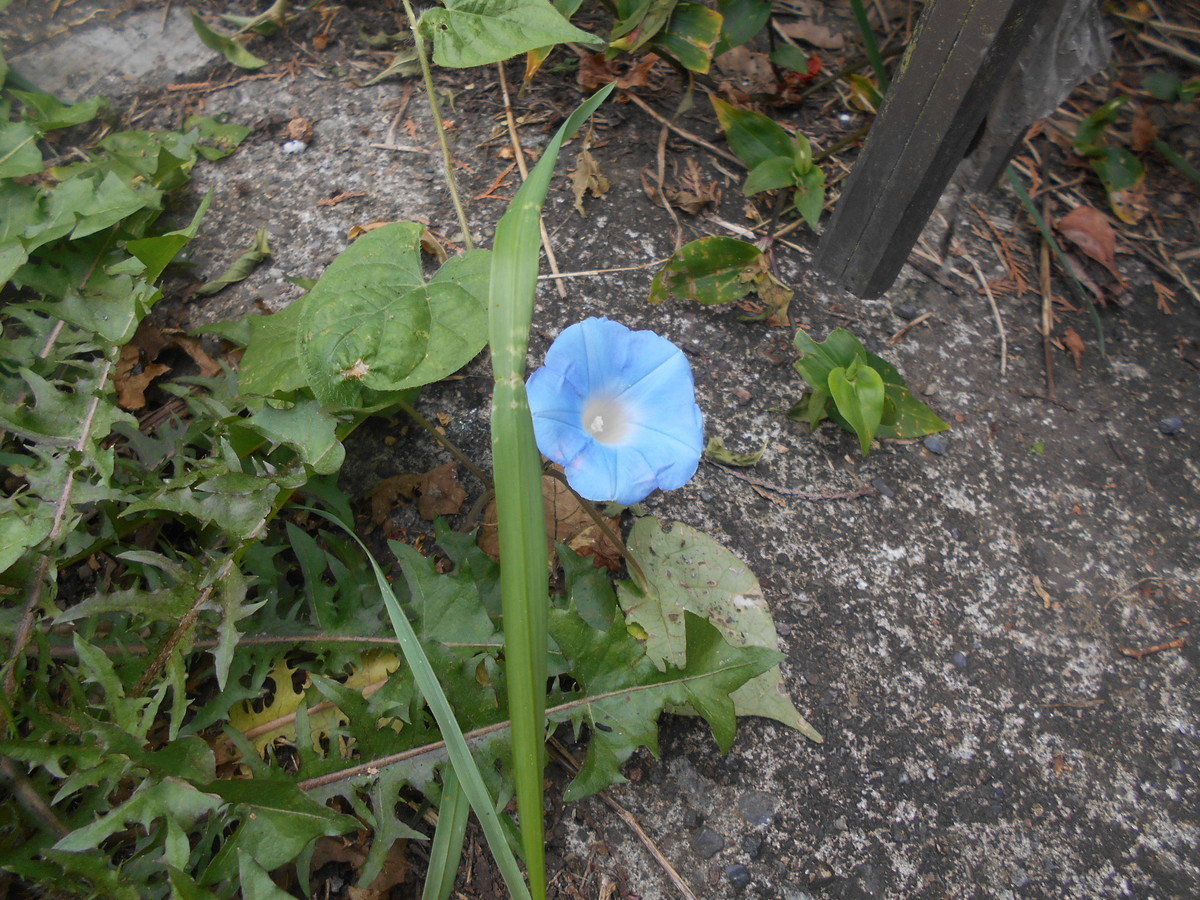 f:id:iirei:20201011031206j:plain f:id:iirei:20201011031206j:plain