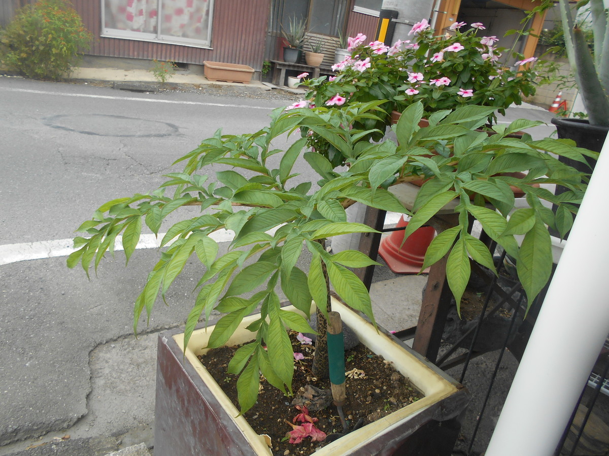 f:id:iirei:20201011031325j:plain f:id:iirei:20201011031325j:plain