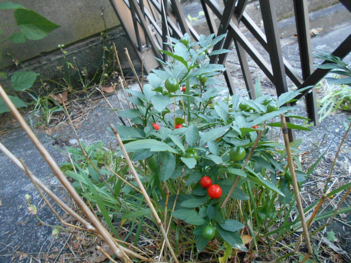 f:id:iirei:20201107005309j:plain