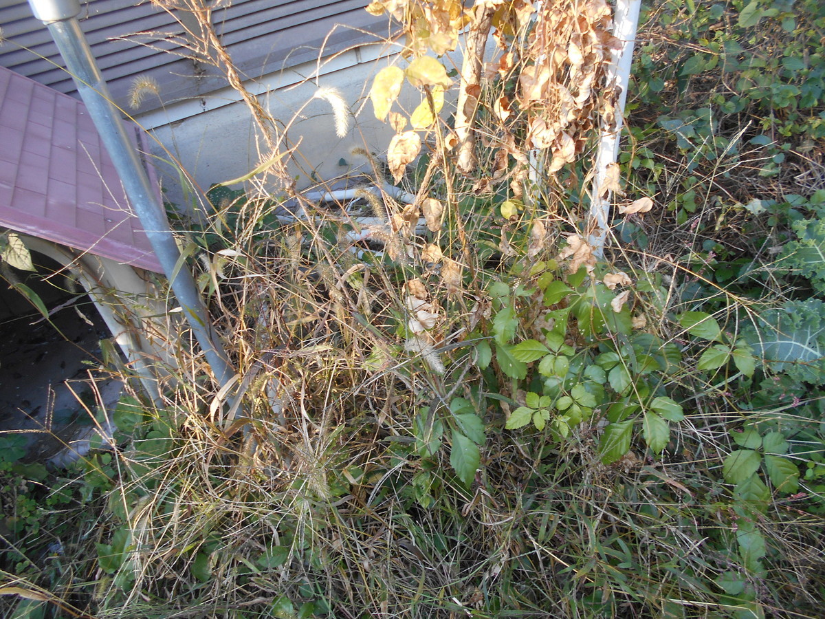 f:id:iirei:20201107005426j:plain