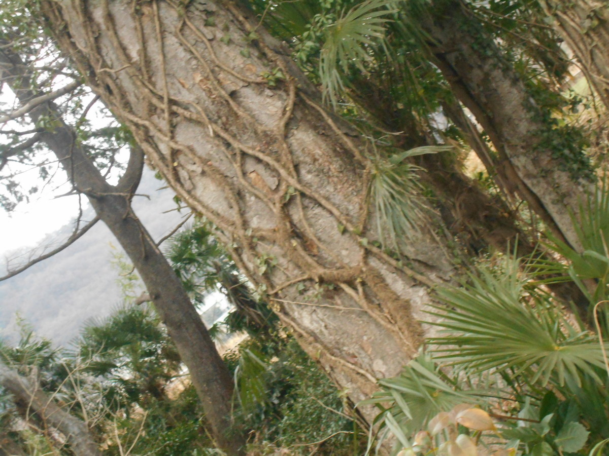 f:id:iirei:20210130045616j:plain