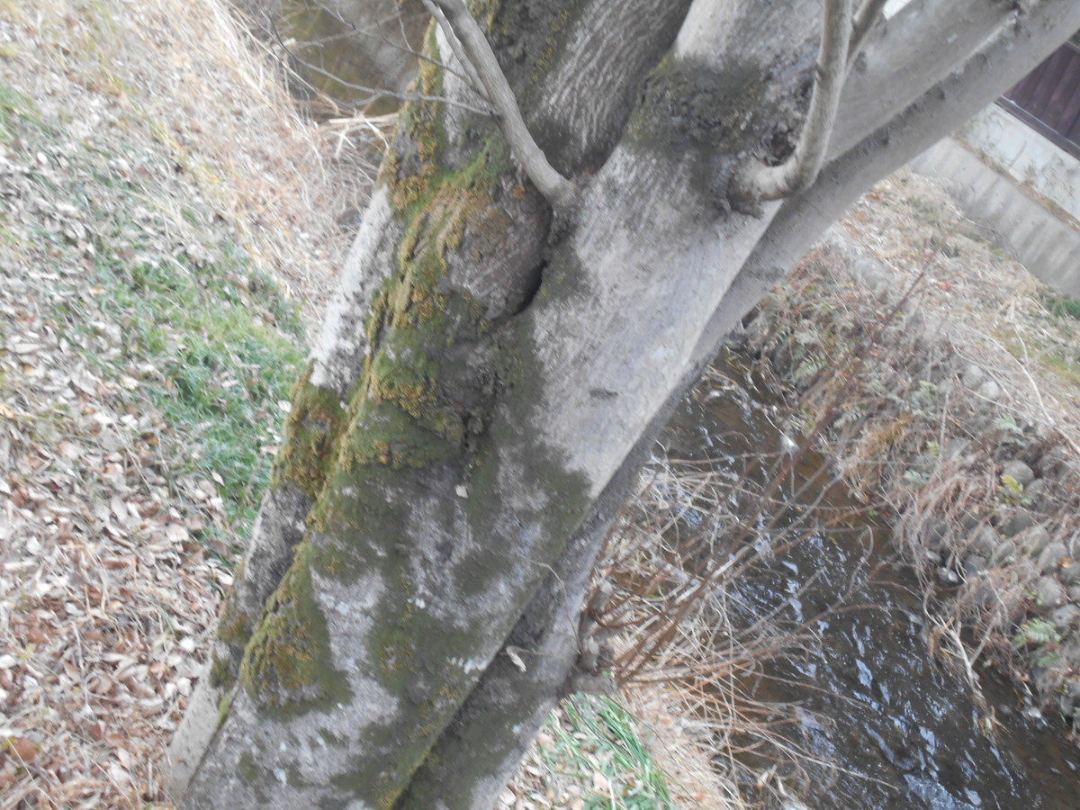 f:id:iirei:20210130045725j:plain